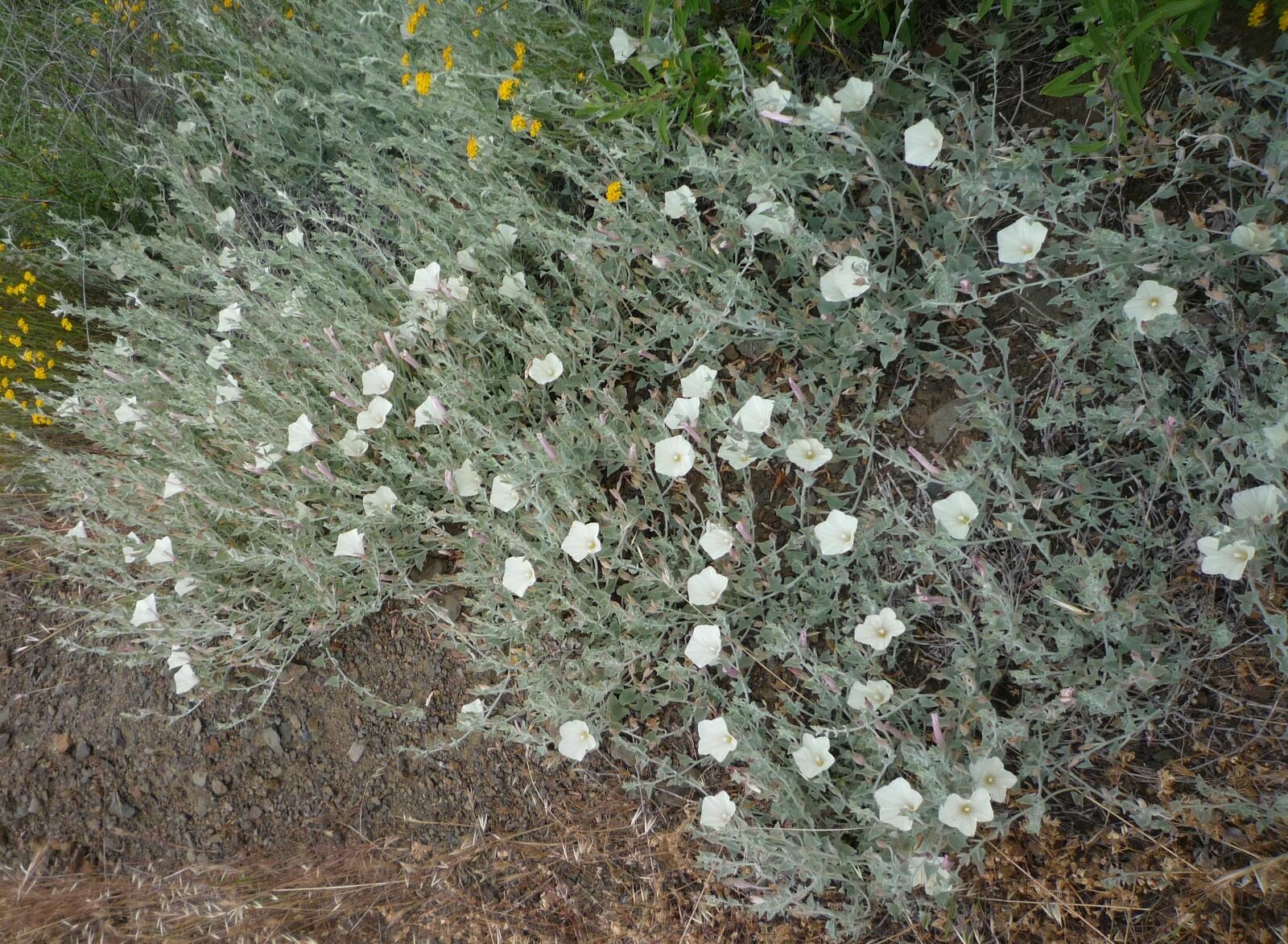 High Resolution Calystegia malacophylla Plant